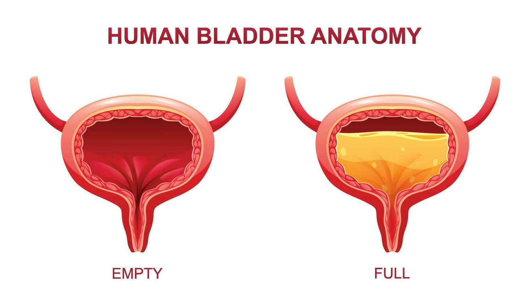 Human bladder anatomy. Empty and full urinary bladder. Vector illustration isolated on white background
