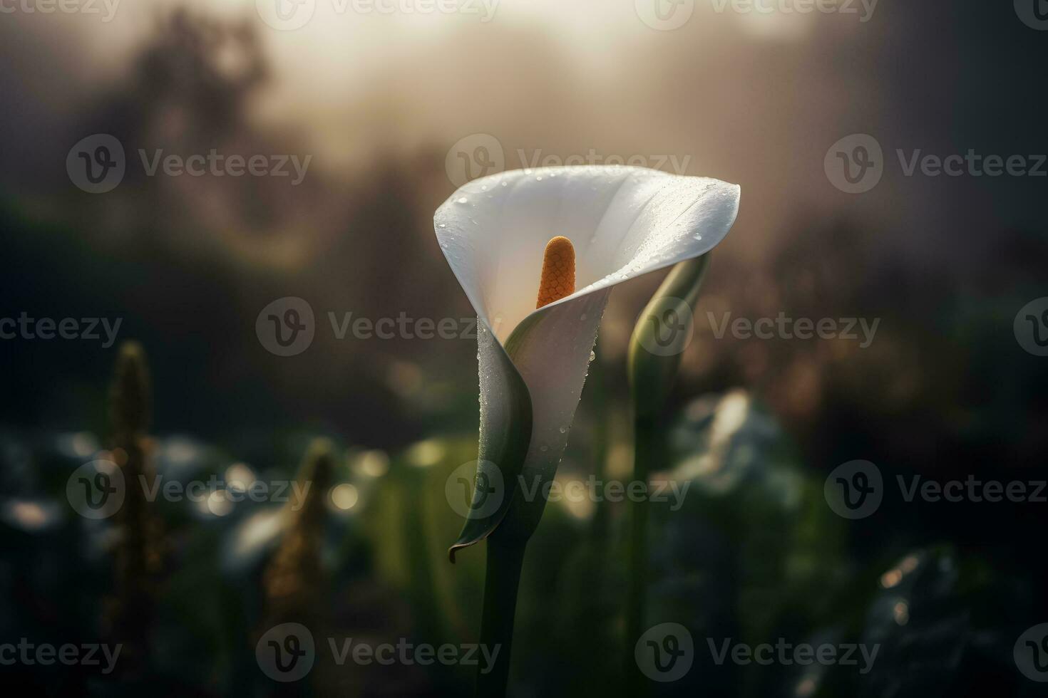 AI generated Calla lily flowers in botanical garden. Neural network AI generated photo