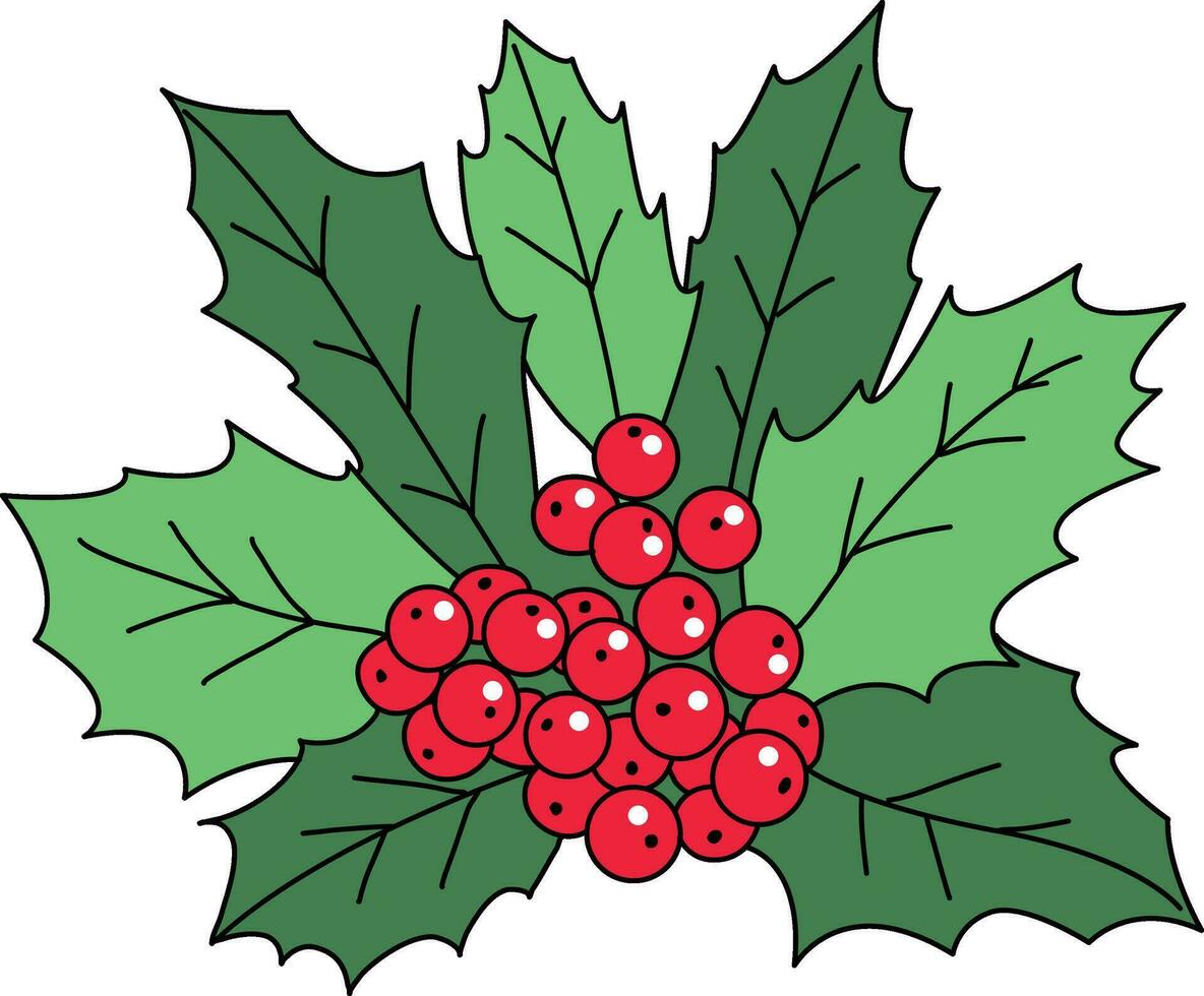 Holly cartoon, cute hand-drawn Holly pattern, The Holly design used decorate Christmas cards, invitations, wreaths. beautiful Holly leaves and berries. vector
