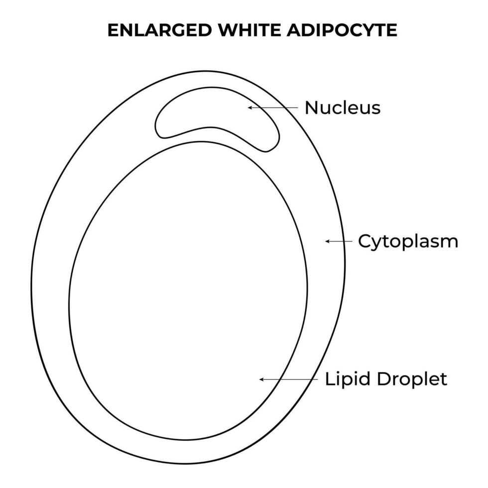 Enlarged White Adipocyte Science Design Vector Illustration