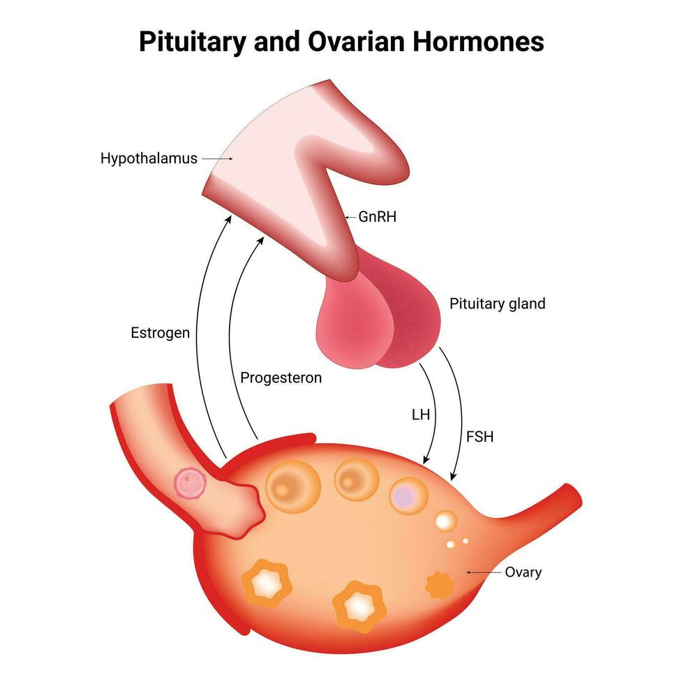 pituitaria y ovario hormonas diseño vector ilustración