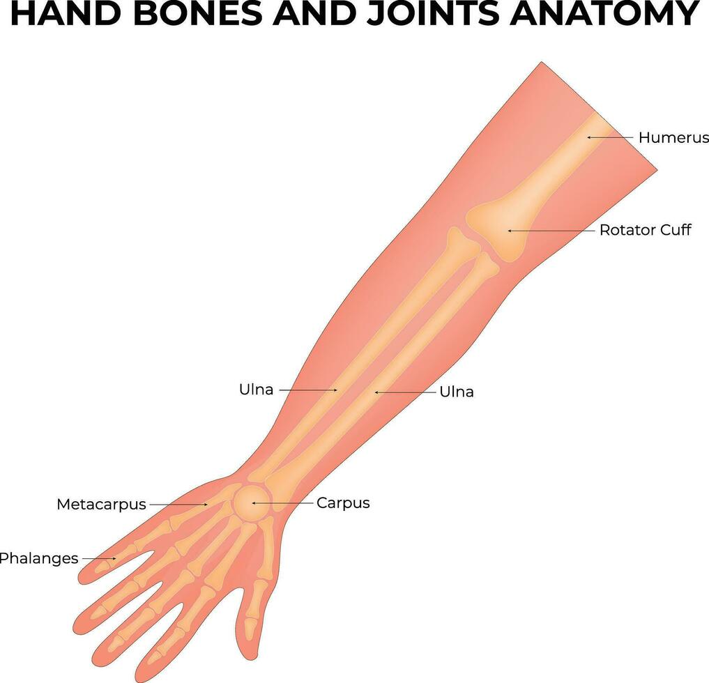 Hand Bones and Joints Anatomy Science Design Vector Illustration