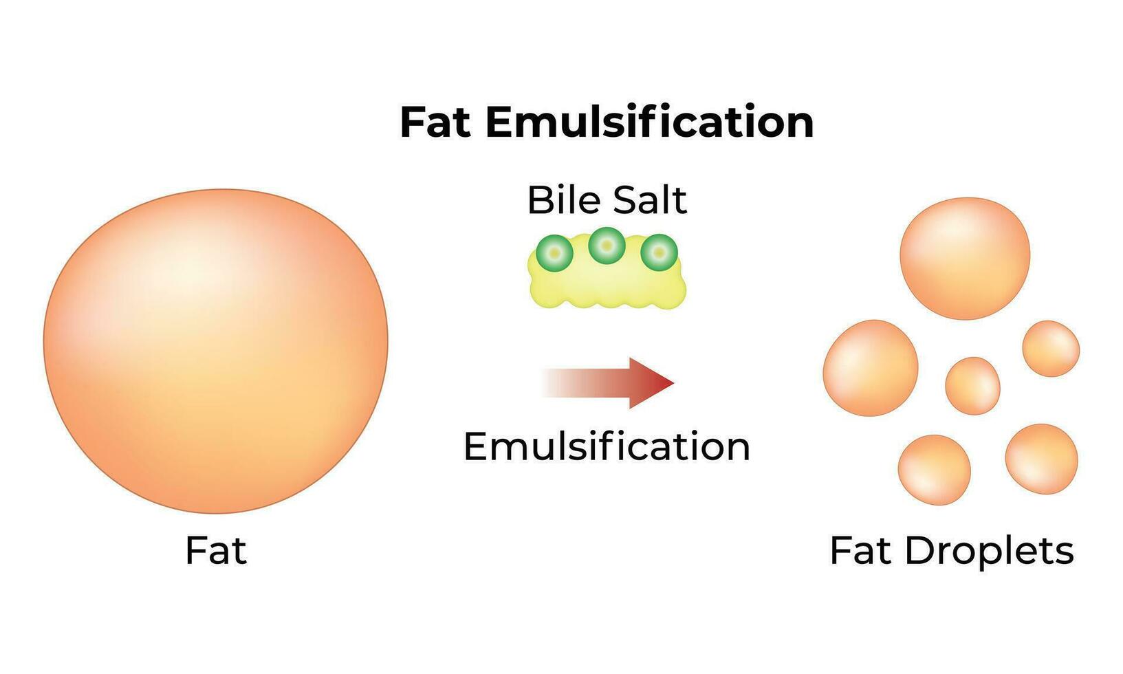 Fat Emulsification Science Design Vector Illustration