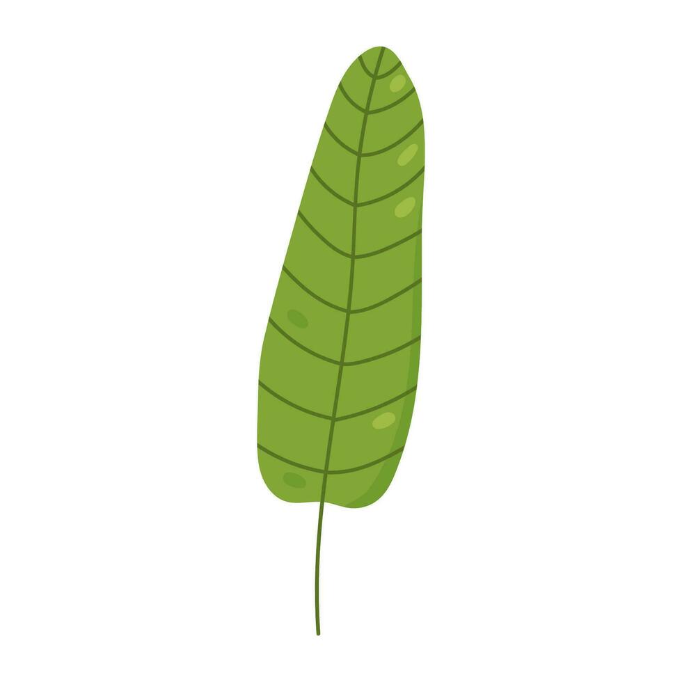 tropical plátano hoja aislado en blanco antecedentes. vector dibujado a mano ilustración. Perfecto para logo, tarjetas, decoraciones, varios diseños botánico clipart.