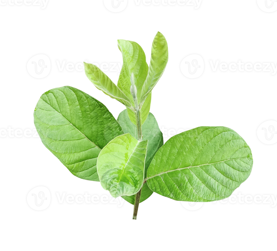 a green guava leaf on png transparent background, tree leaf branch close photo
