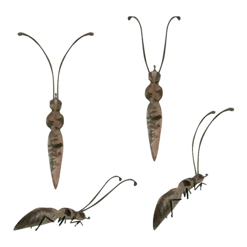 Hand drawn watercolor illustration butterfly bug wasp ant insect moth. Realistic body with antennae, front side view. Set of objects isolated on white background. Design print, shop, poster, biology vector