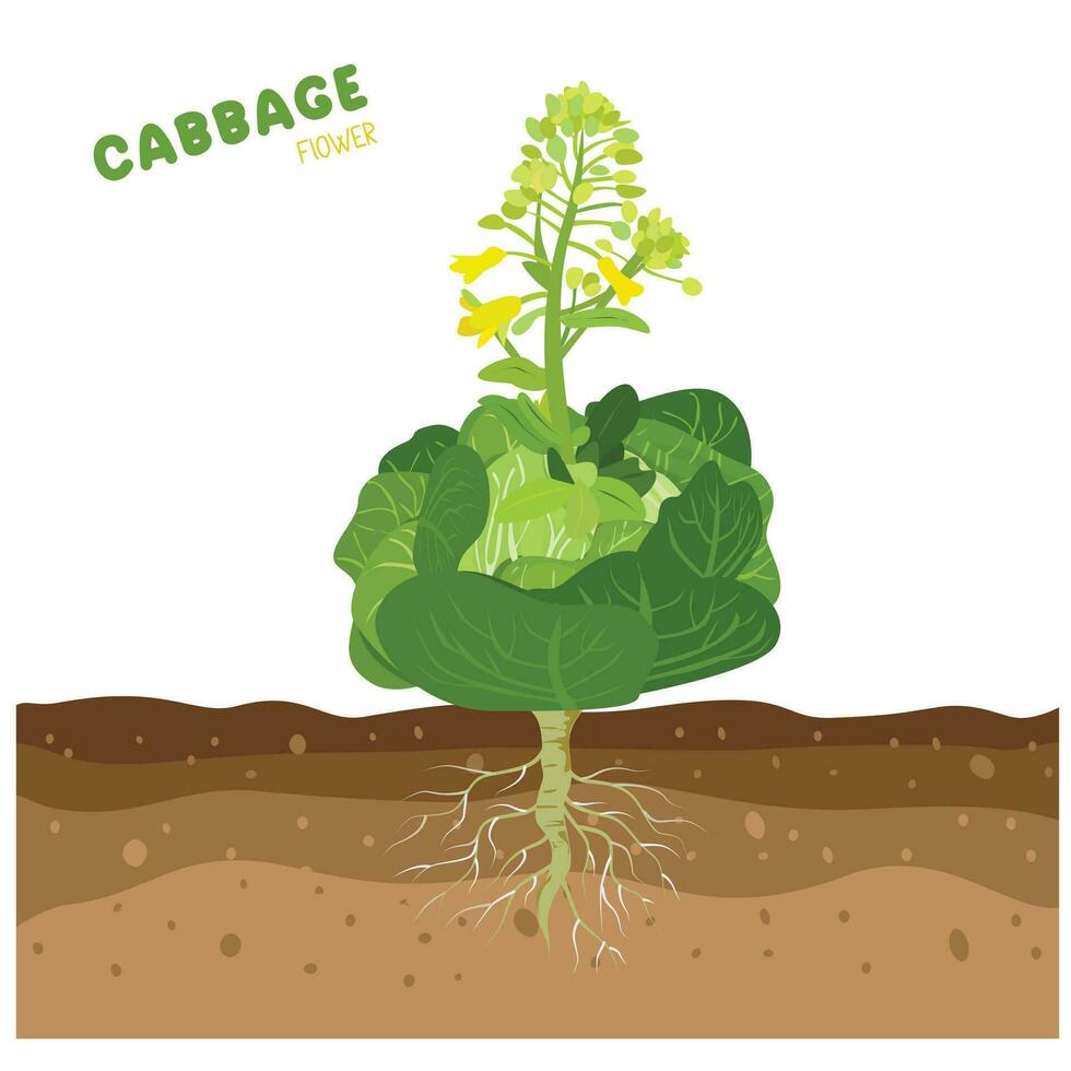 Cabbage with flowers. Cabbage blooms. Green leaves plant. Cabbage life cycle. Vegetables vector. Flat vector in cartoon style isolated on white background