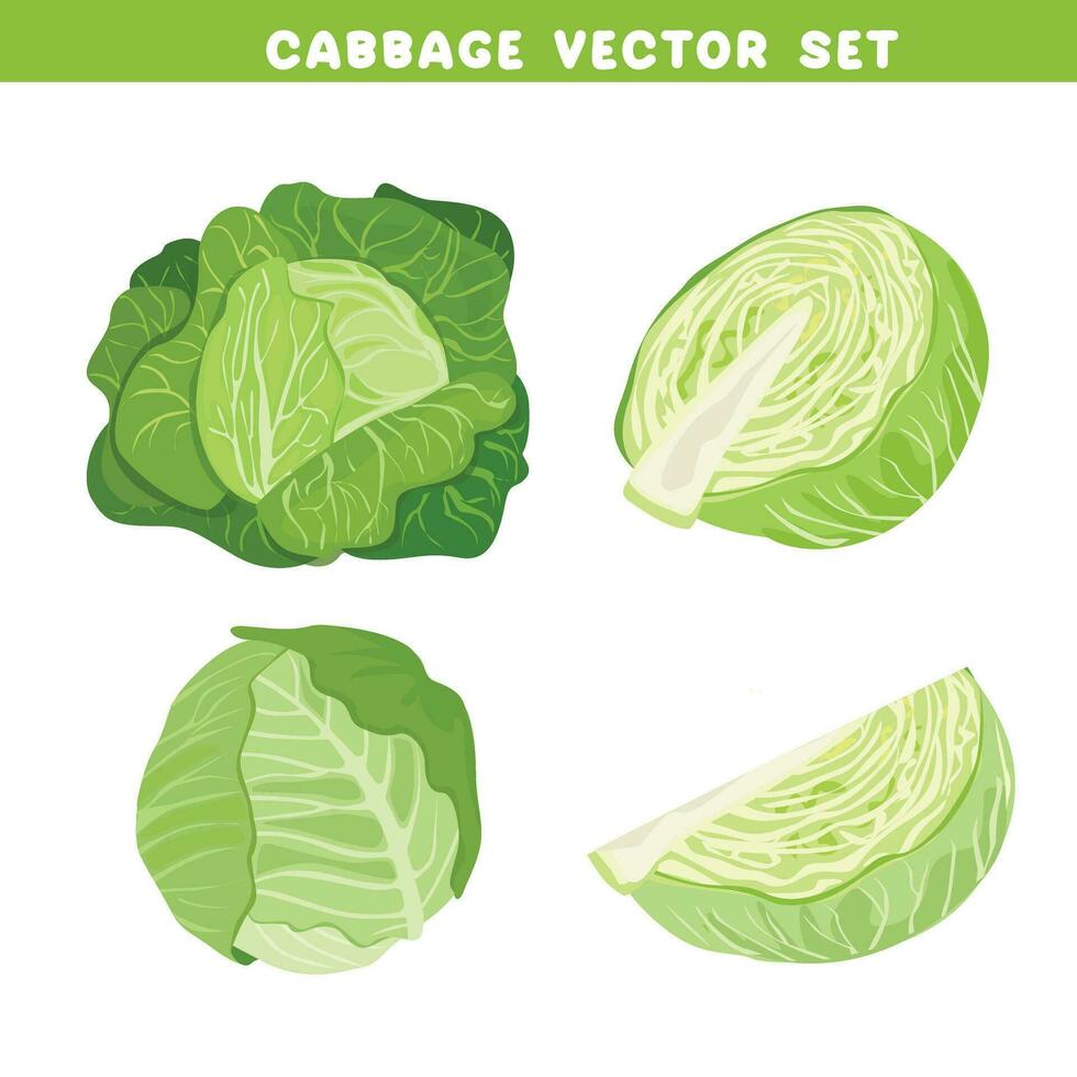 repollo vector colocar. todo y medio de repollo cabeza. verde hojas planta. vegetales vector. plano vector en dibujos animados estilo aislado en blanco antecedentes.