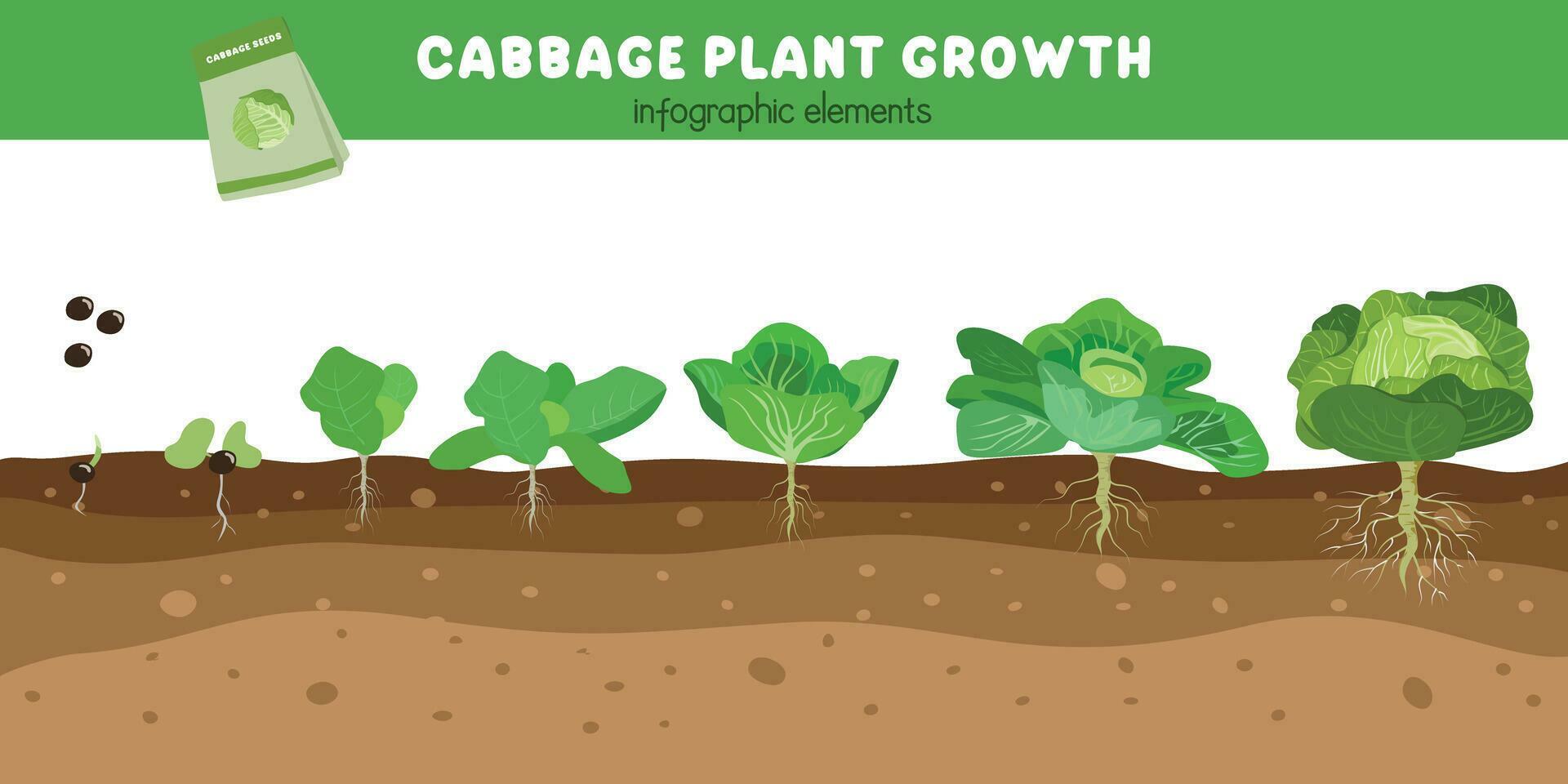 Cabbage Plant Growth Stages Green Leaves Plant Cabbage Life Cycle Cabbage Plant Growth Stages Green Leaves Plant Cabbage Life Cycle
