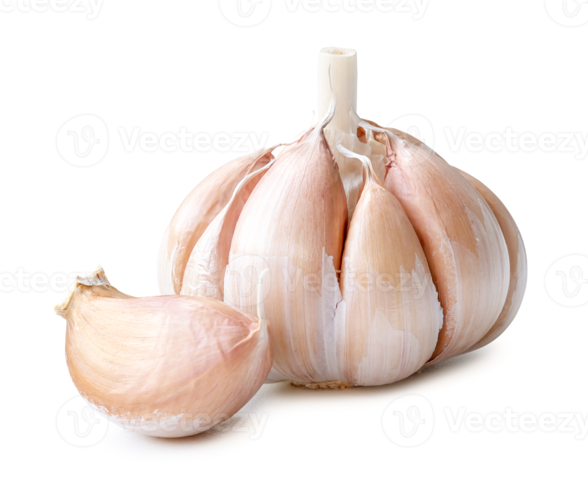 Single fresh white garlic bulb with segment or clove isolated with clipping path and shadow in png file format