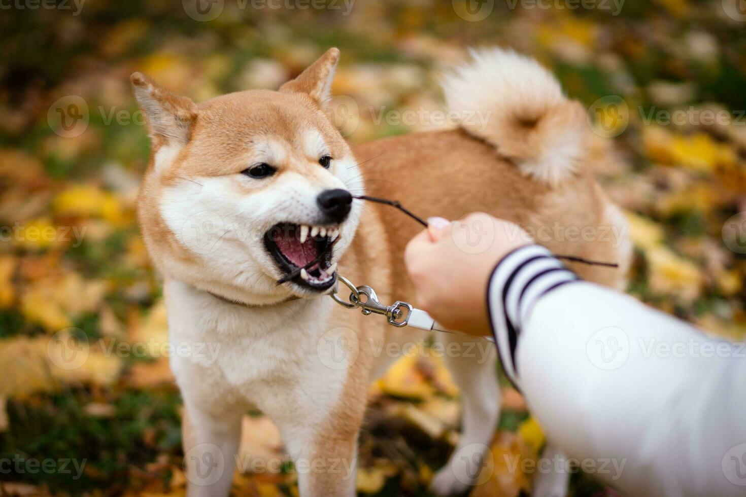 Aggressive dog shows dangerous teeth. Aggressive Portrait of Growls Shiba inu Dog photo