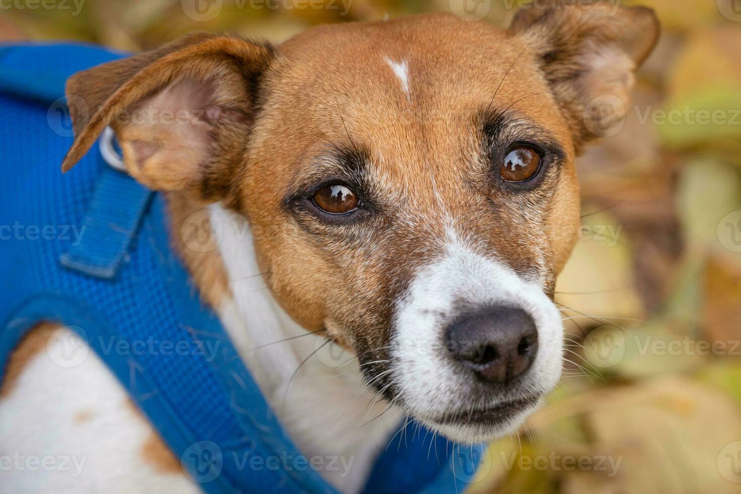 Jack Russell para un caminar en el parque foto