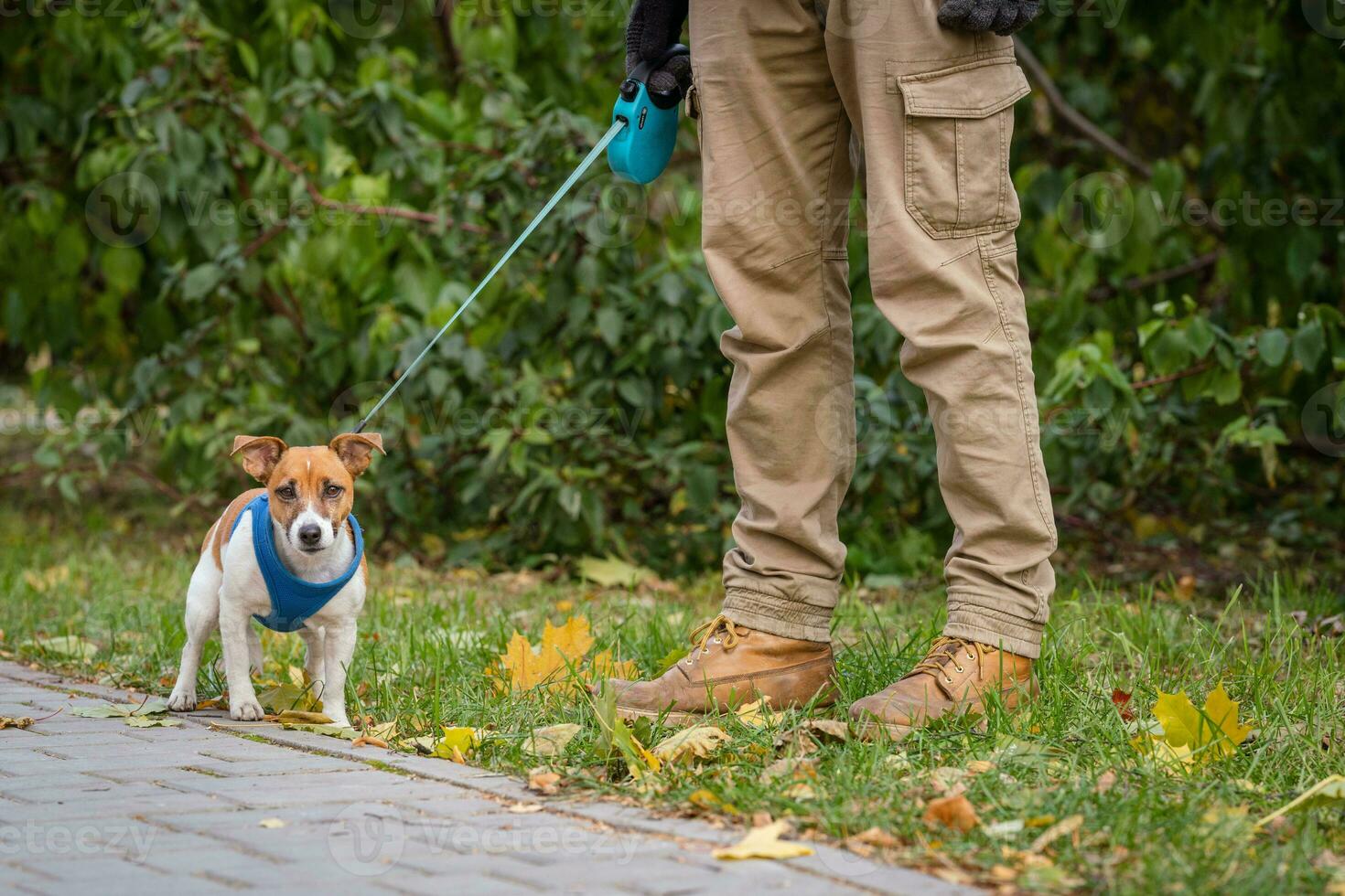 Jack Russell for a walk on a leash with his owner in the park photo