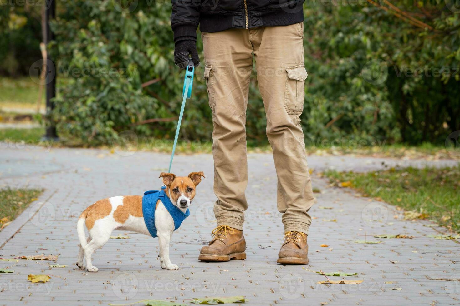 Jack Russell for a walk on a leash with his owner in the park photo