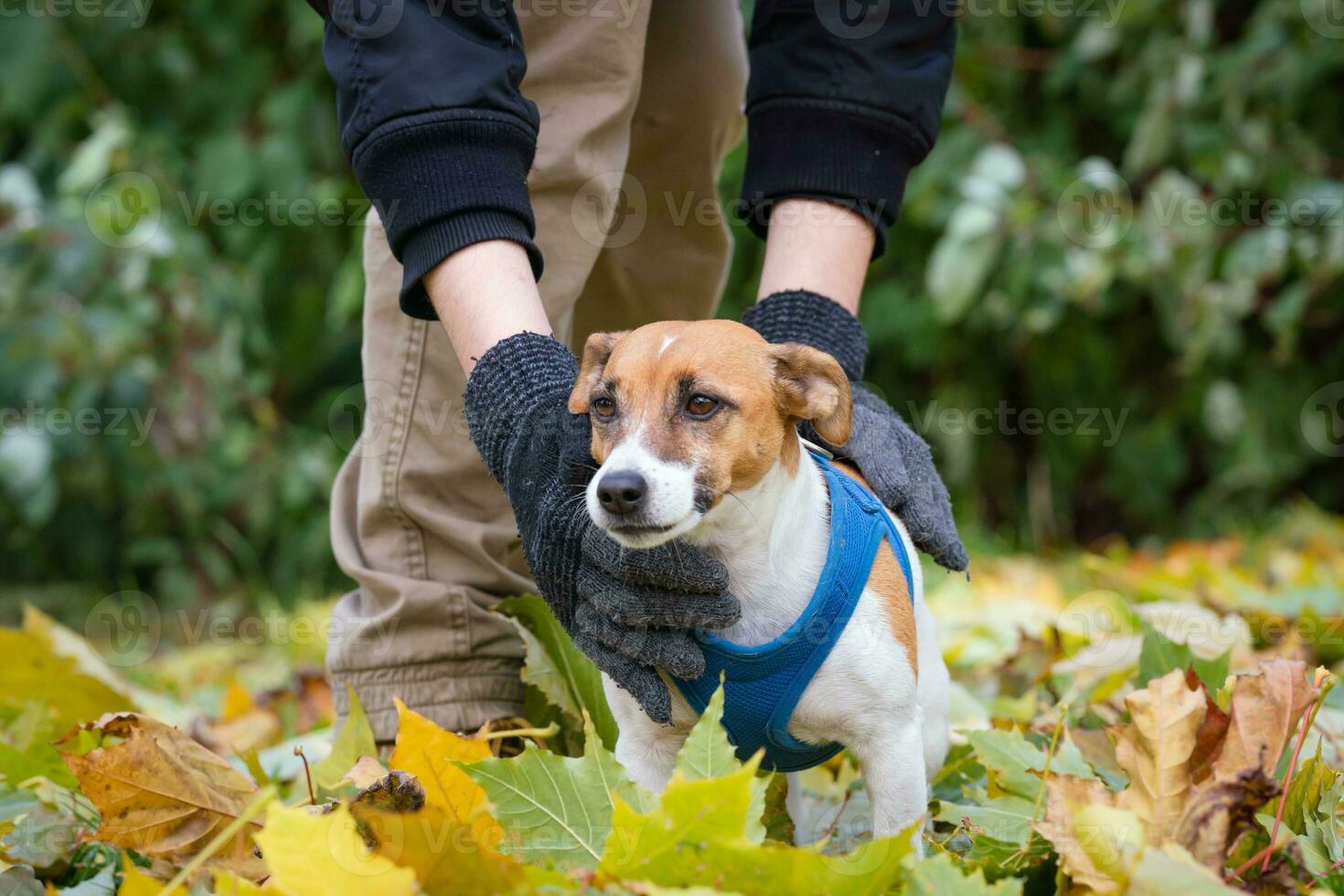 Jack Russell para un caminar en el parque foto