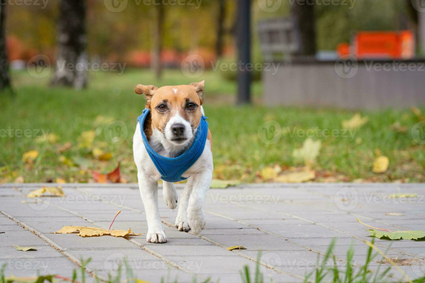 Jack Russell para un caminar en el parque foto