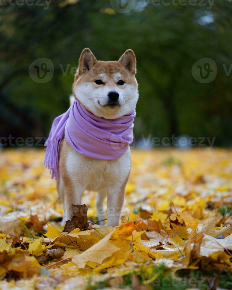 Shiba Inu walks with his owner in the park in autumn photo