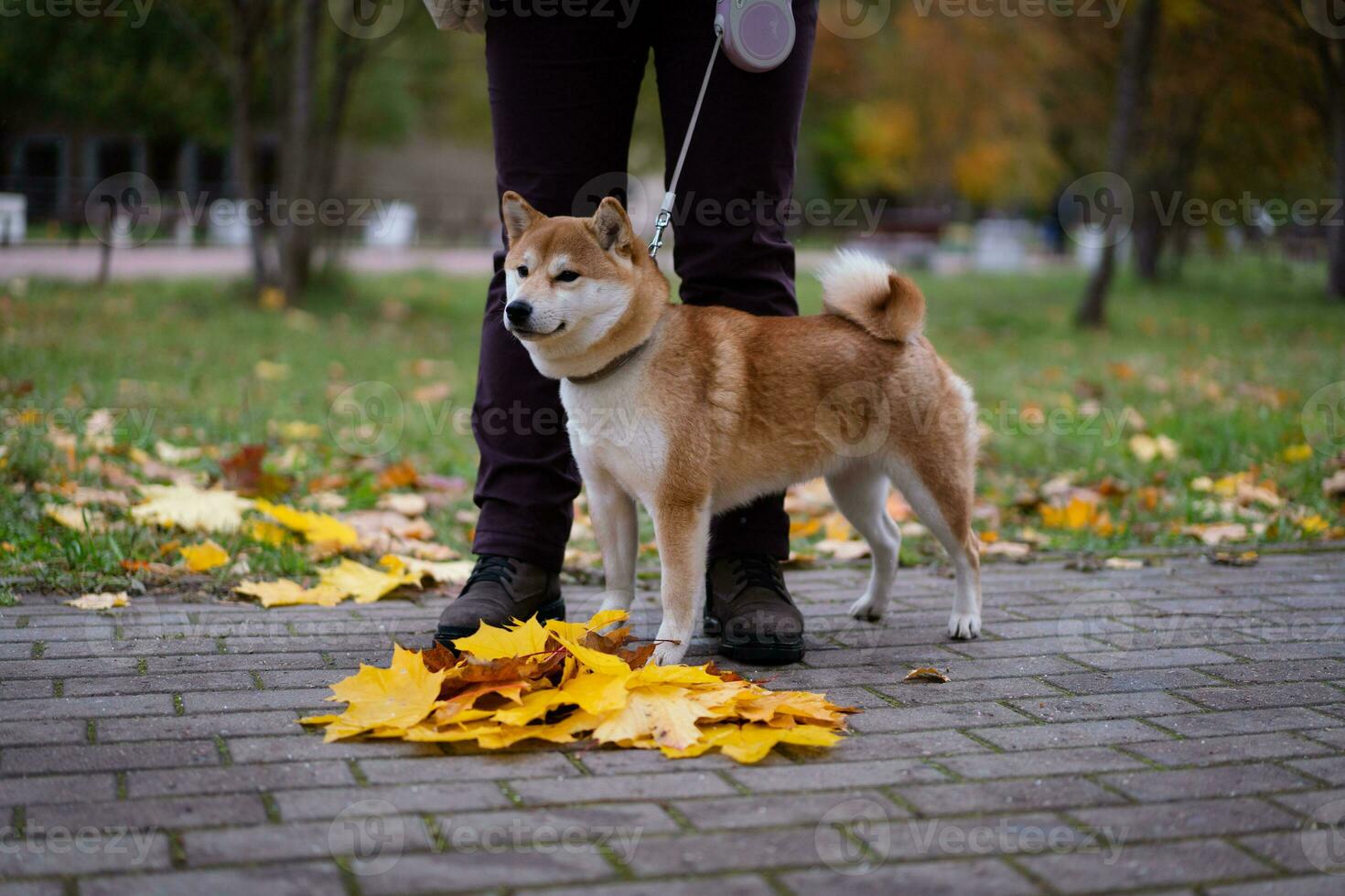 Shiba Inu walks with his owner in the park in autumn photo