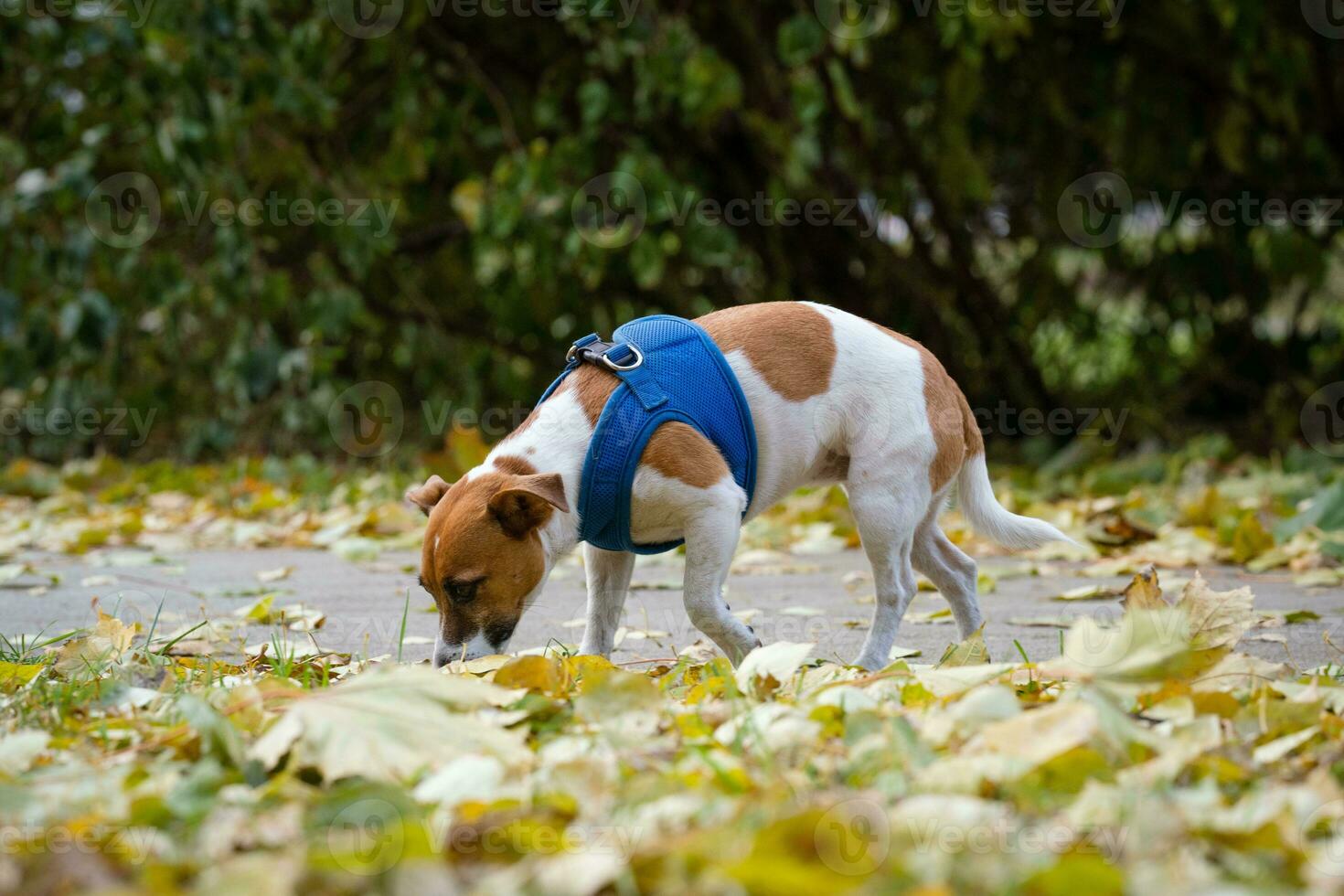 Jack Russell para un caminar en el parque foto