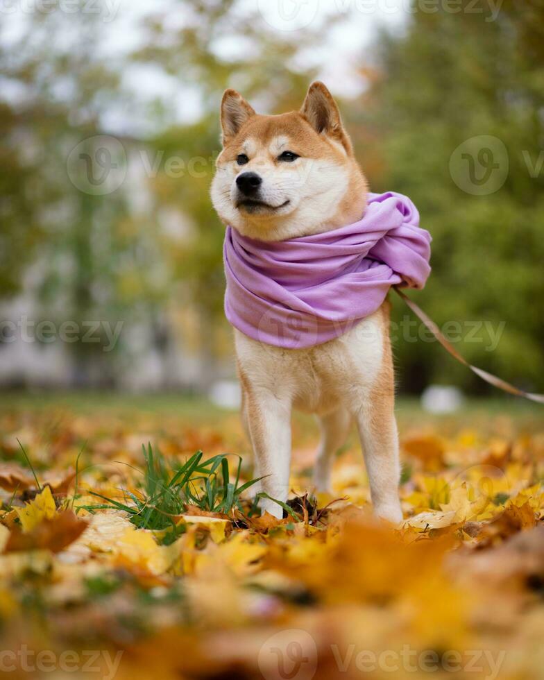 Shiba Inu walks with his owner in the park in autumn photo