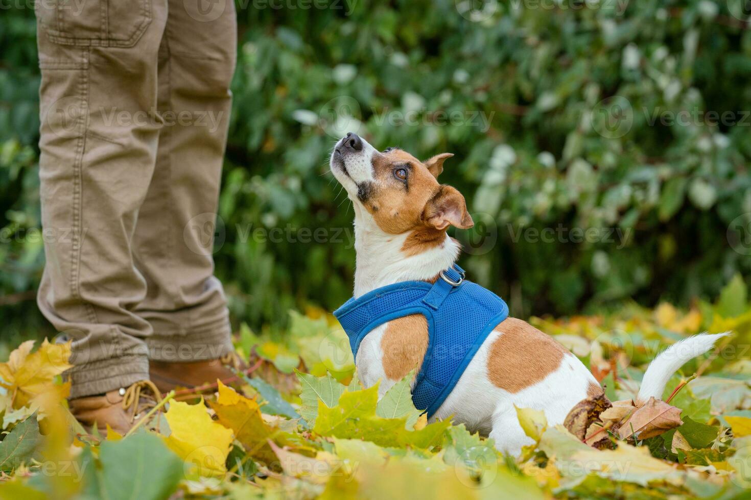 Jack Russell para un caminar en el parque foto