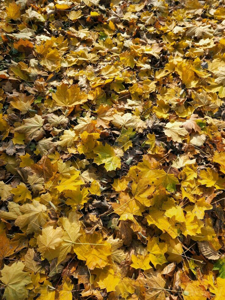 Fallen leaves. Background of fallen autumn leaves. Yellow autumn leaves photo