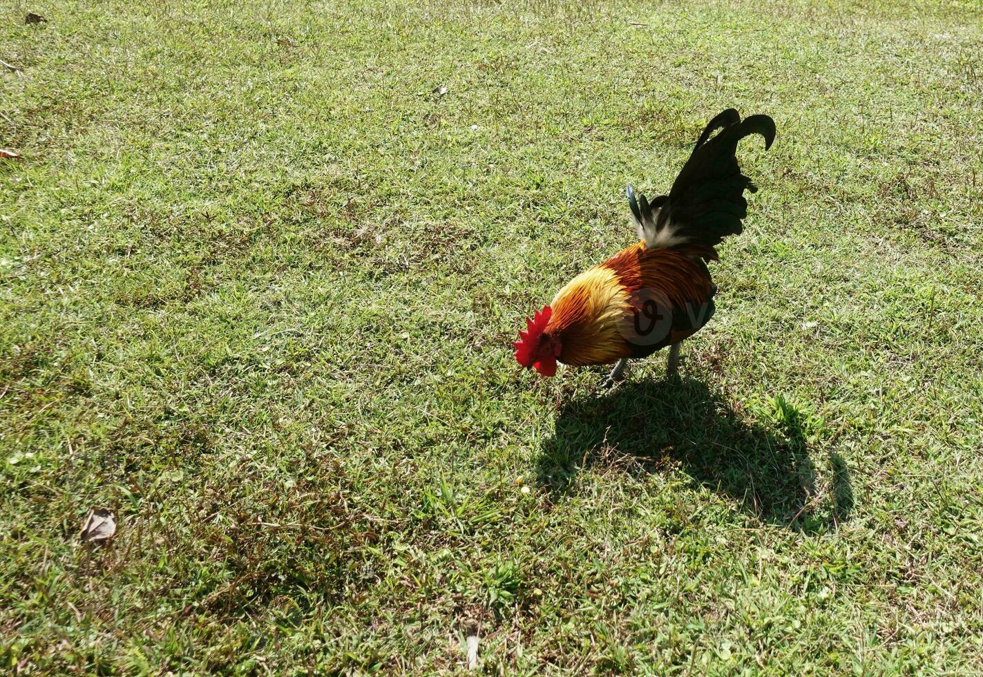 Chicken on the green grass and shadow photo