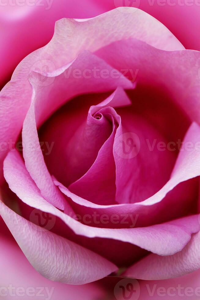 Pink rose flower close up for background and soft focus vertical shape photo