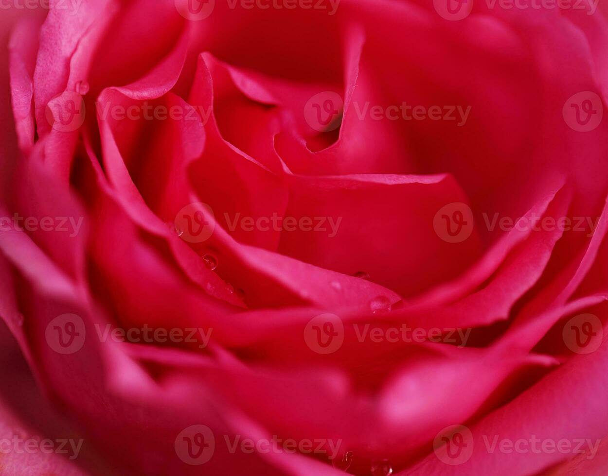 Red rose flower close up for background , soft focus horizontal shape , Vivid magenta color of the year 2023. Valentines Day concept photo