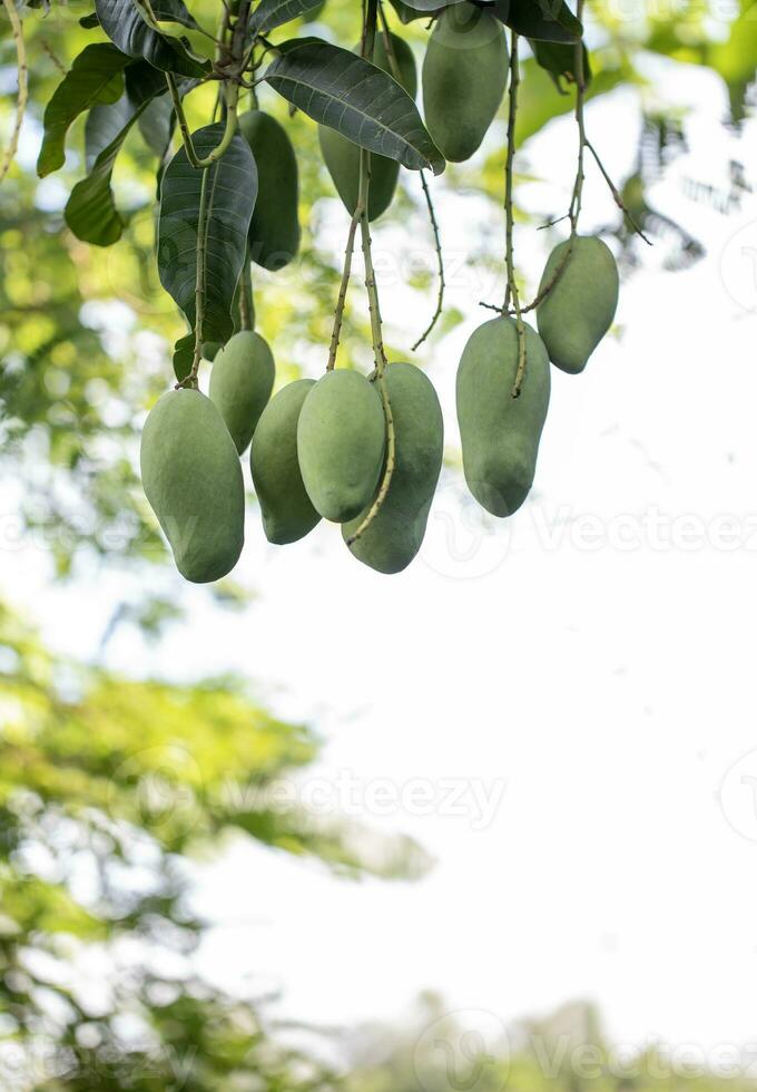 mango Fruta en el jardín y espacio para usted diseño foto