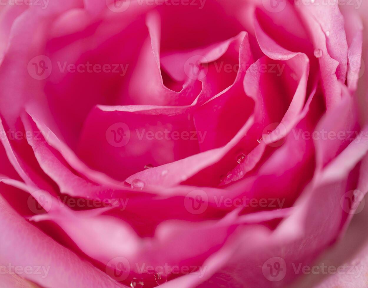 Pink rose flower close up for background and soft focus horizontal shape photo