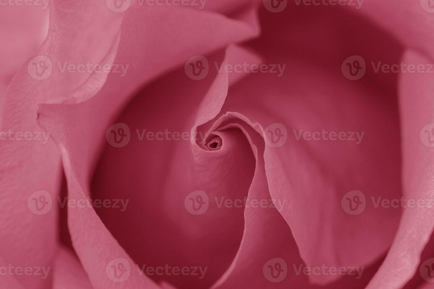 Pink rose flower close up for background and soft focus horizontal shape viva magenta color of the year 2023 photo