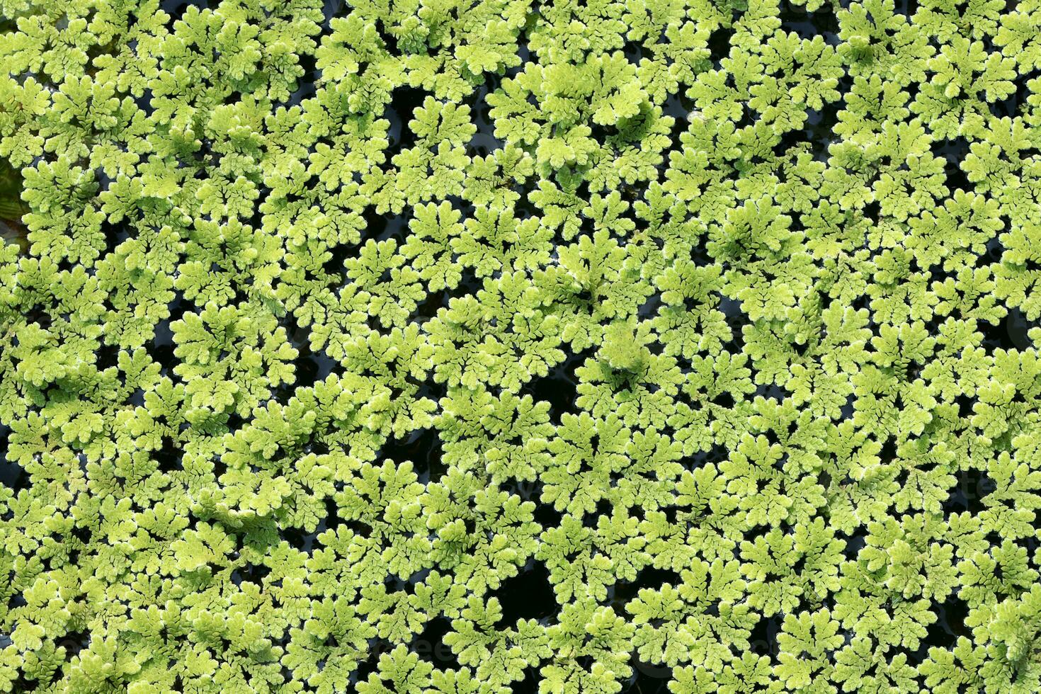 Azolla caroliniana or Mosquito fern, Water fern. It is a small aquatic plant in the family of ferns. It grows on water surface, in the tropics and in general. photo