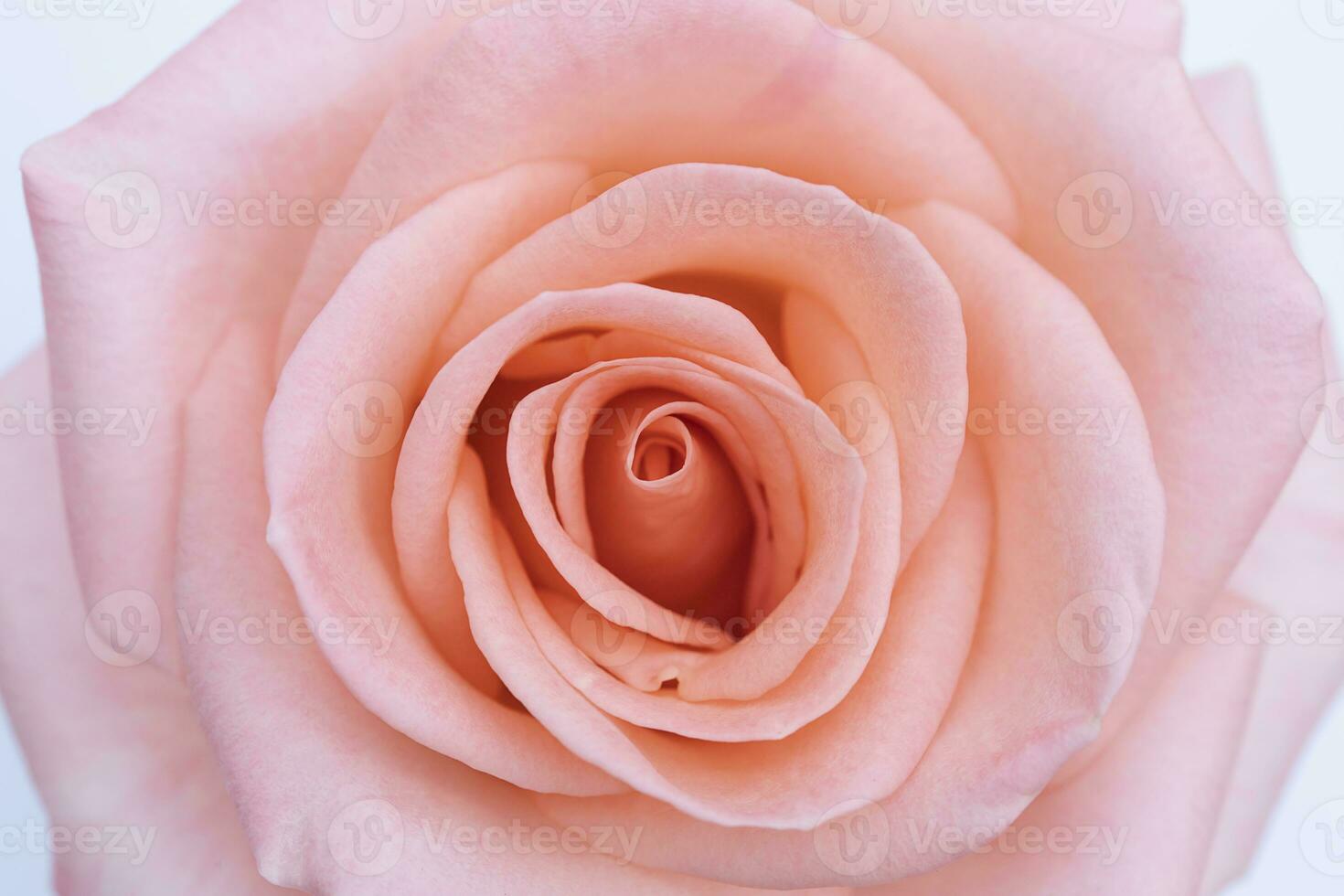 close up pink rose flower soft focus and copy space. photo