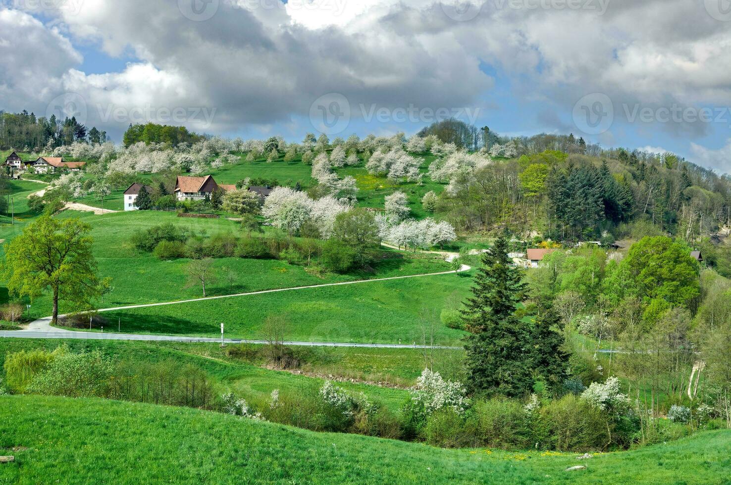 Springtime with blooming Fruit Trees in Black Forest,Baden Wurttemberg,Germany photo