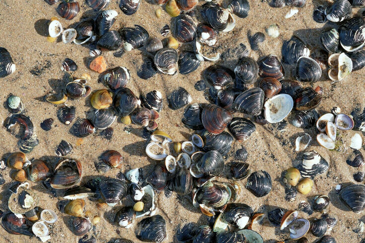 asian clam resp.Corbicula fluminea in Rhine River,Germany photo