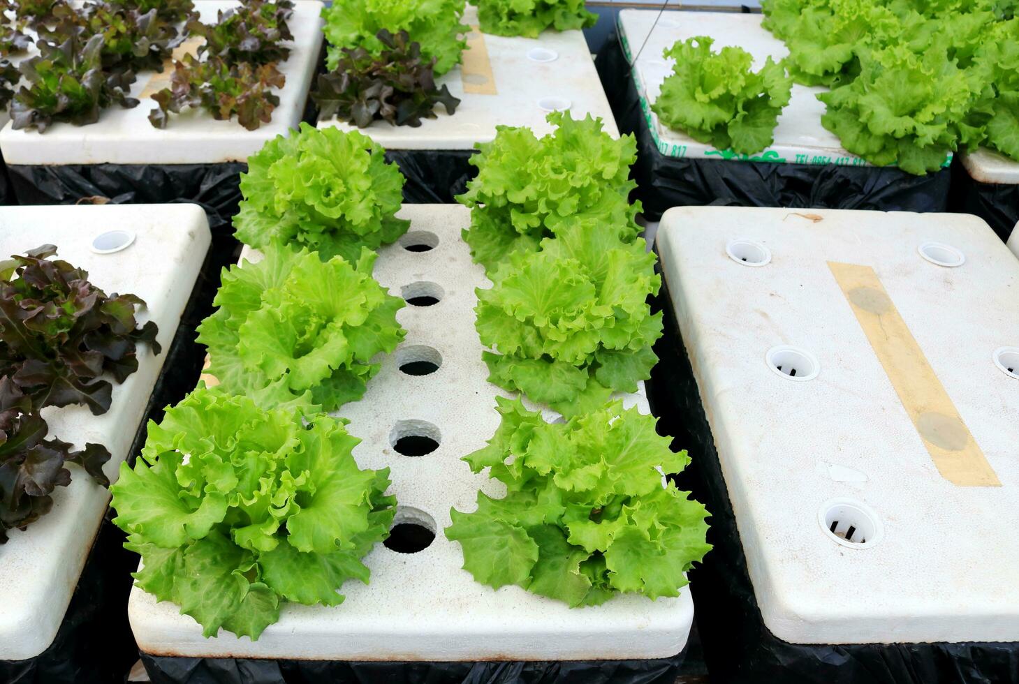 Perspective view of Frillice iceberg lectuc in rows on handmade white foam box. Hydroponic system farming homemade in Thailand. photo