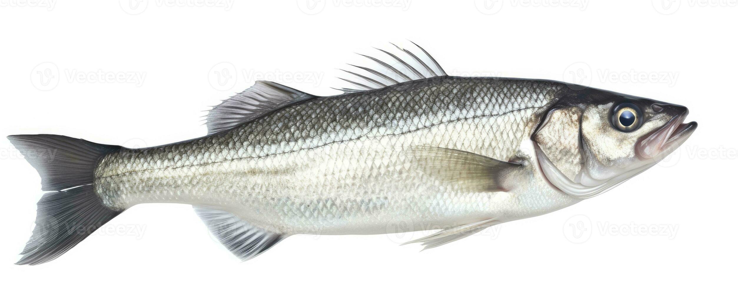 AI generated One fresh sea bass fish isolated on white background. AI Generated. photo