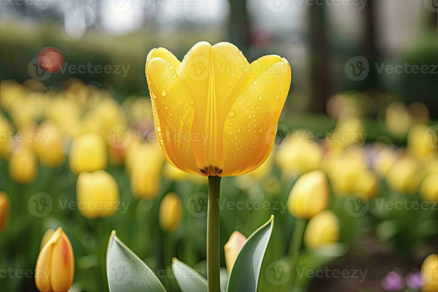 AI generated Yellow tulip in the garden. AI Generated photo