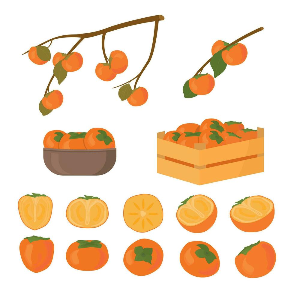 Set of persimmon fruit. Half cutted and whole piece. Kaki in box and in bowl plate. Branch of persimmons tree with leafs ripe in autumn and raw. Vector cartoon illustration for Korean Chuseok holiday.