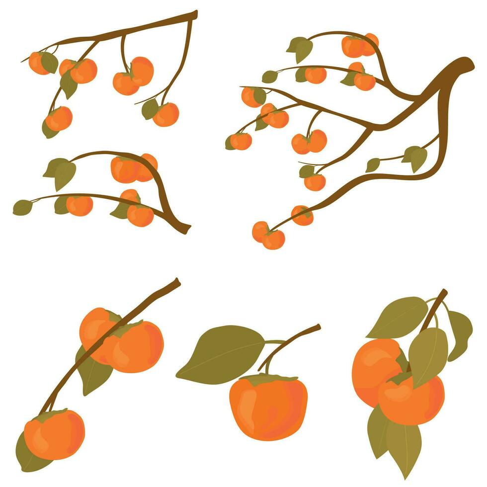 Set of persimmon fruit tree. Branches of kaki fruit with leafs ripe in autumn and raw. Vector cartoon illustration for Korean Chuseok holiday isolated on white background.