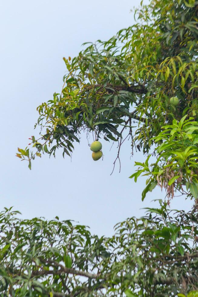 Green mango fruit still on the tree. immature and in large quantities photo