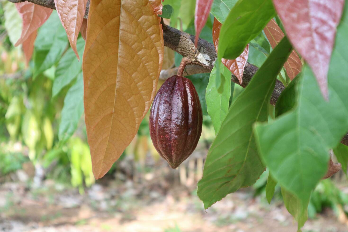 joven chocolate Fruta es ligero marrón en color y es todavía en el ramas de el árbol foto