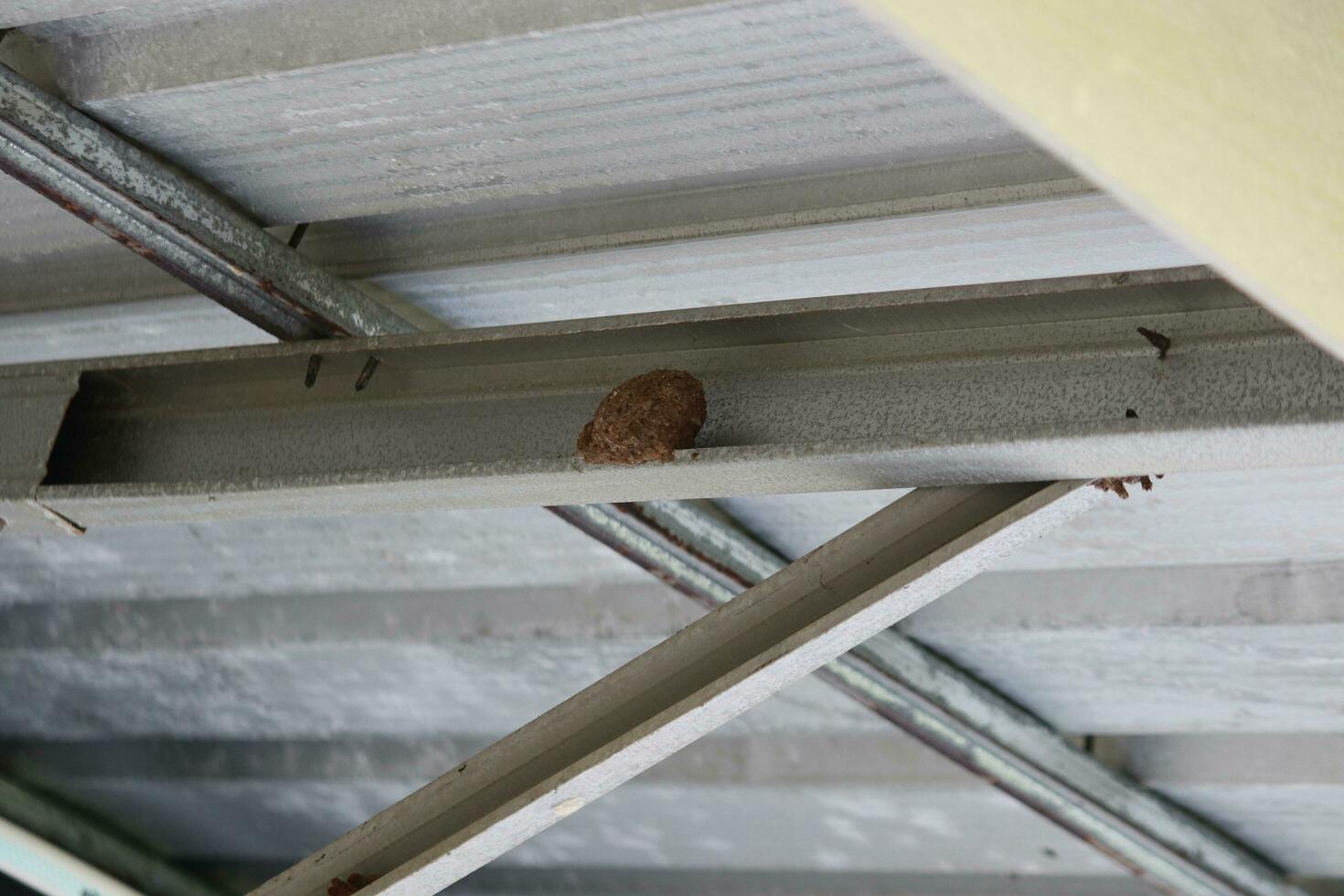 house from ground wasps attached to the roof frame of the house photo