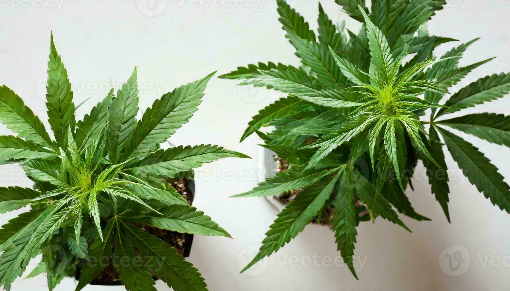 Marijuana plant isolated on white background photo