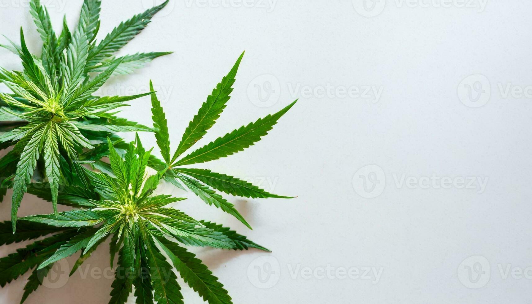 Marijuana plant isolated on white background photo