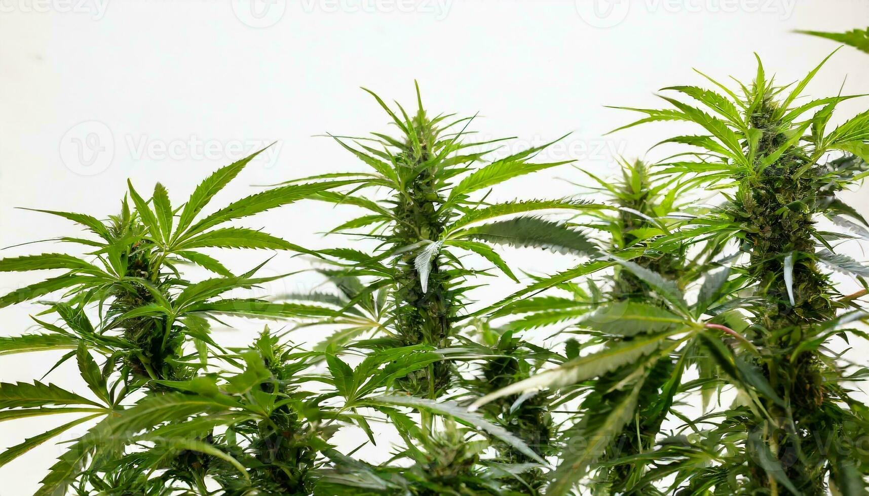 Marijuana plant isolated on white background photo