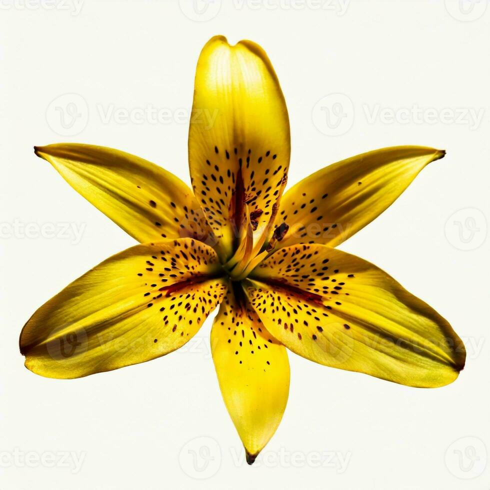 Flower petals isolated on white background photo