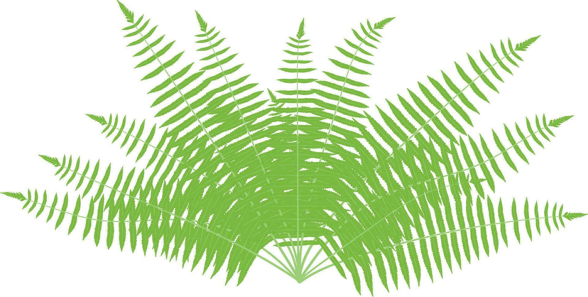 fern leaves vector illustration, green tree leaves vector, green leaves background