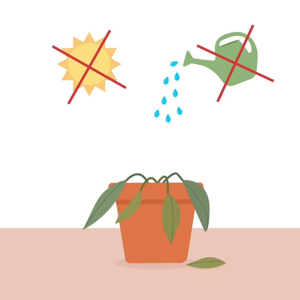 A potted houseplant being cared for and a potted houseplant dying without care or watering. Vector illustration.